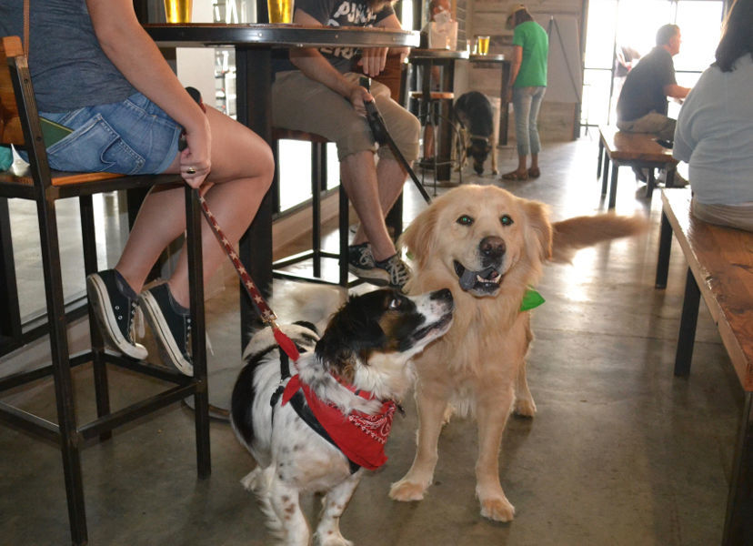 Dog Friendly Breweries and Your Four-Legged Sidekick (image)